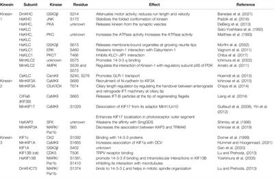 Phosphoregulation of Kinesins Involved in Long-Range Intracellular Transport